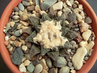 Ariocarpus fissuratus v. hintonii